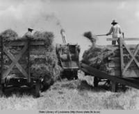 Rice harvesting in Louisiana in the 1940s