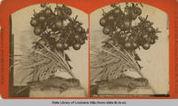 Stereoscopic view of Louisiana products from the 1880s