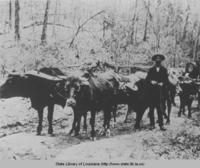 Ox team hauling logs in North Louisiana circa 1900