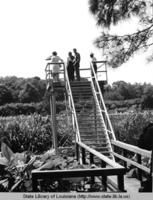 Observation platform at Avery Island Louisiana in 1971