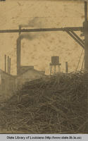 Sugar cane and sugar refinery in Broussard Louisiana