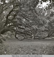 Doby's Seven Sisters live oak in Mandeville Louisiana in 1968