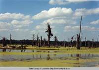 Cypress trees at Alligator Bayou near Baton Rouge Louisiana in 2007