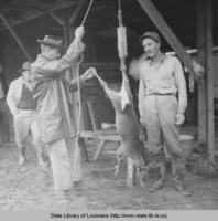 Biologist Dan Dernett weighing doe deer killed by James Williams of Pineville Louisiana