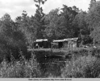 Spanish moss gatherers huts near Kenner Louisiana in the 1930s