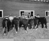 Cattle at the mid-winter fair in Lafayette Louisiana in the 1950s