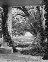 Oaks at Oak Alley plantation home in Vacherie Louisiana in 1938