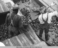 Men shovelling oysters near Golden Meadow Louisiana circa 1940s