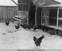 Chickens on a farm in  Zachary Louisiana in 1941