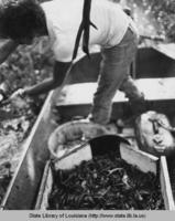 Man harvesting crawfish for the crawfish festival in Breaux Bridge Louisiana in the 1970s