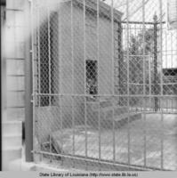 Mascot Mike the Tiger in his cage at Louisiana State University in Baton Rouge Louisiana circa 1969