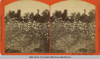 Stereoscopic photo of a ripe cotton field