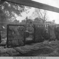Smoking pigs at the Cochon de Lait Festival in Mansura Louisiana circa 1972