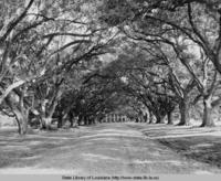 Oak trees at Oak Alley Plantation near Vacherie Louisiana in 1938