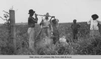 Workers weighing cotton in Natchitoches Parish