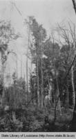 Louisiana forest in the 1920s