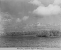 Marsh near Cheniere Au Tigre Louisiana in 1947