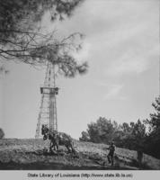 Mule team turning soil in Natchez Mississippi in 1944