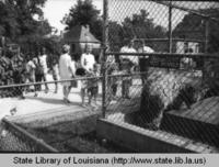People viewing animals at the Audubon Zoo in New Orleans Louisiana circa 1970s