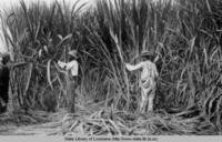 Cutting sugar cane at Jefferson Island Louisiana