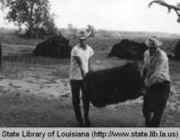 Men moving moss at the Duet Moss Gin in Labadieville Louisiana in 1970