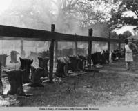 Pigs hung to roast as part of the Cochon de Lait in Mansura, Louisiana 