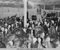 Turkey farming in Louisiana circa 1940s