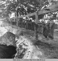 Smoking pigs at the Cochon de Lait Festival in Mansura Louisiana circa 1971