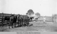 Wild horses rounded up and penned for cattle-tick eradication program in Cameron Parish in the 1930s