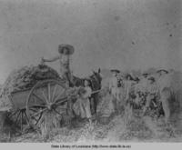 Young men gathering onion seeds for Edgar Robichaux & Son Onion Company in Raceland Louisiana