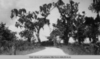 Road to Lafitte Louisiana in the 1930s