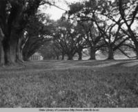 Oak trees at Oak Alley Plantation near Vacherie Louisiana in the 1970s