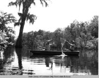 Cypress trees at Cow Pen Bayou near Jonesville Louisiana in the 1970s