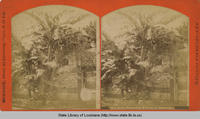 Bananas trees in bloom in Louisiana in the 1880s