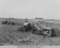 Cutting rice with Case "L" tractors in Louisiana circa 1940