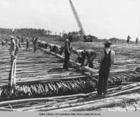 Willow revetment under construction on Mississippi River near Plaquemine Louisiana