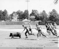 Boys chasing a pig at the Parish Fair in Minden Louisiana in the 1950s