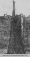Chopped trees in Louisiana in the 1920s