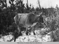 Range cattle in Livingston Parish Louisiana in the 1950s