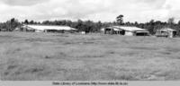 Chicken houses in Winn Parish Louisiana in the 1950s