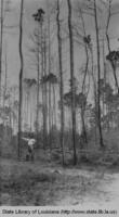 Louisiana pine forest in the 1920s