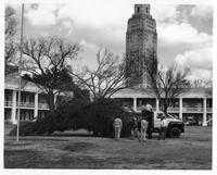 Christmas tree being delivered to Pentagon Barracks, Baton Rouge, Louisiana, about 1972
