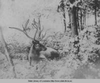 Buck deer resting in the woods