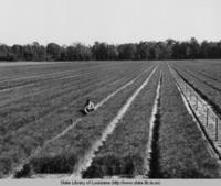 Nurseryman Eugene Turner with his crop of pine seedlings near Oberlin Louisiana