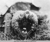 Alligator snapping turtle in the 1920s