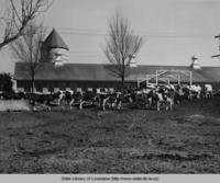 Cows grazing near a barn at a Louisiana dairy farm in the 1940s
