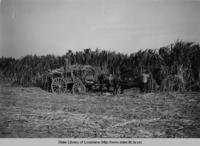 Laborers cutting sugar cane in Plaquemines Parish Louisiana