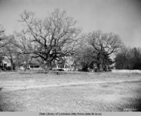 Greenwood trees in Greenwood Louisiana in the 1930s