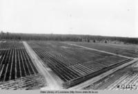 Seedbeds of the Stuart Nursery in Kisatchie National Forest near Bentley Louisiana in the 1930s