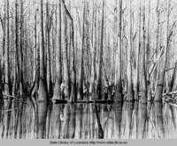 Tupelo gum trees at Lake Cocodrie in Rapides Parish in 1930s